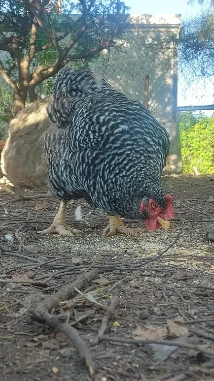 WhatsApp Image 2025-04-27 at 19.53.45