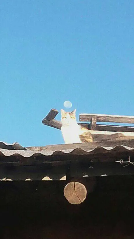 481295043_666394792577960_448147163295311018_n