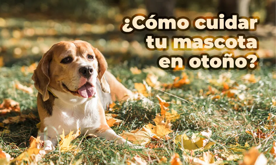 Cuidado-otoño_portada